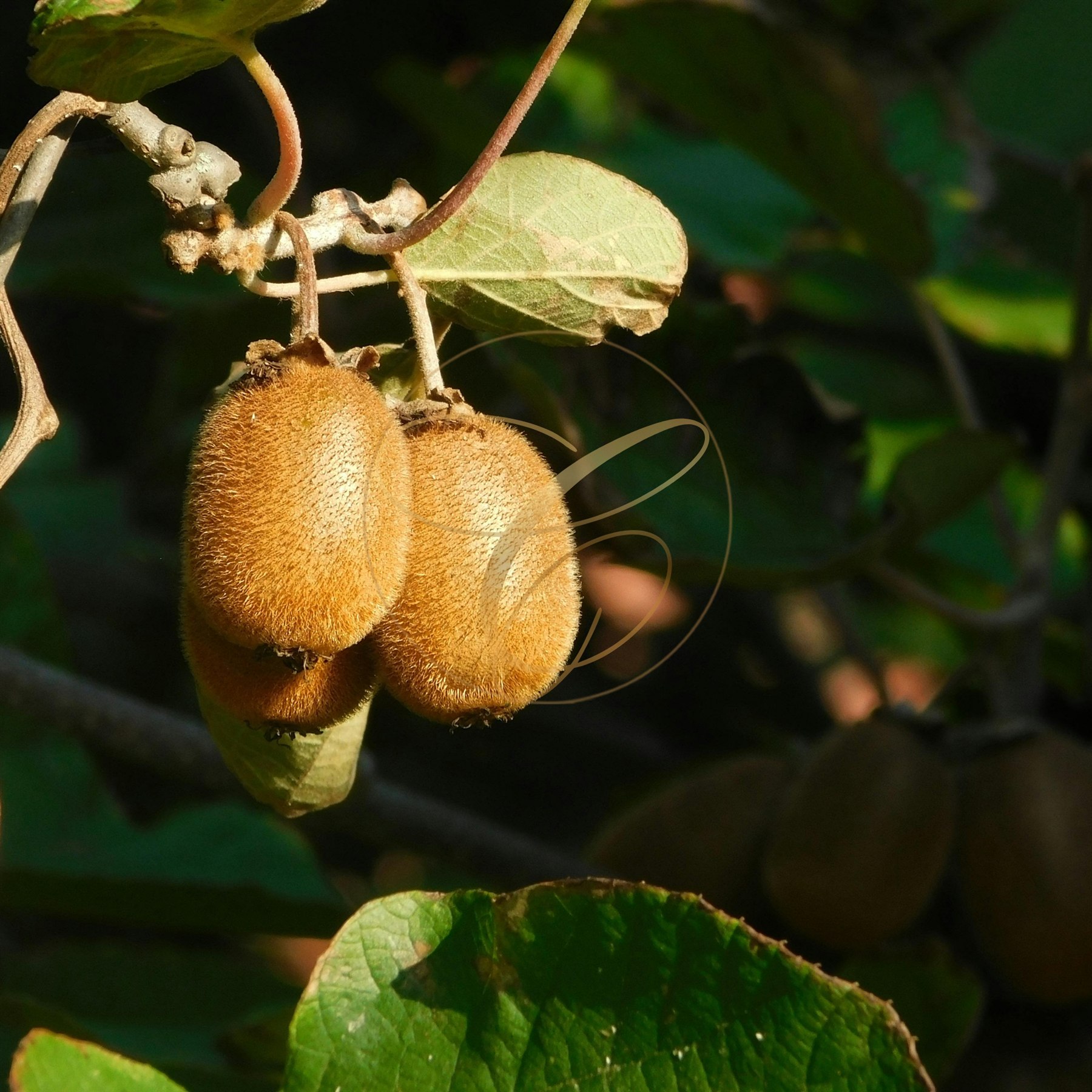 Kiwis sur leur branche illustrant avec humour la pilosité, sous le filigrane Connivence